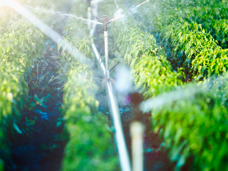 A importância do poço artesiano para a agricultura