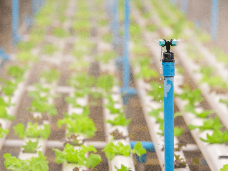 Produção Hidropônica: Aumente sua Qualidade e Reduza Custos com a Água Viva